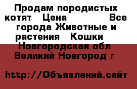 Продам породистых котят › Цена ­ 15 000 - Все города Животные и растения » Кошки   . Новгородская обл.,Великий Новгород г.